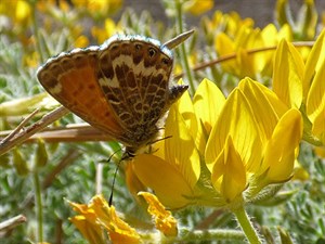 Canary Islands Blue - Cyclirius webbiana © John Muddeman